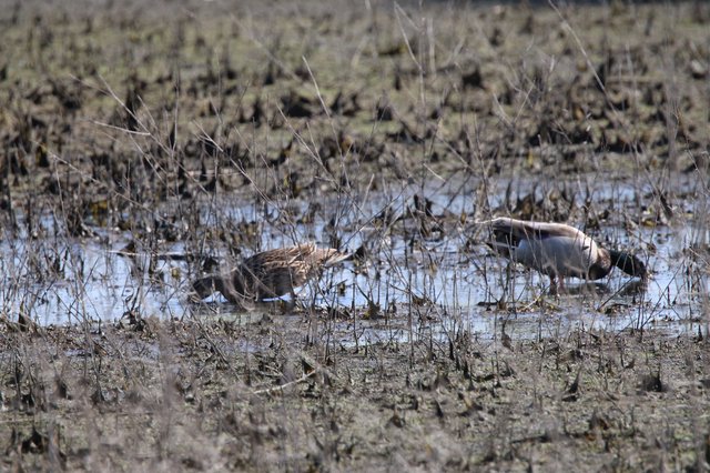 Shorebirds Foraging in Mudflat Wetland Habitat