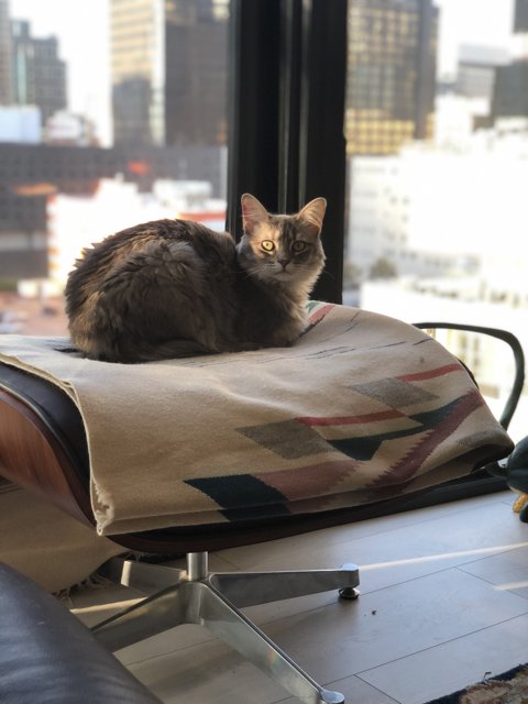 Cozy Cat in a Sunlit Nook