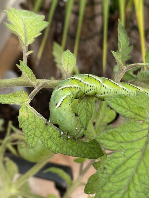 Green Caterpillar on Plant with Leaves