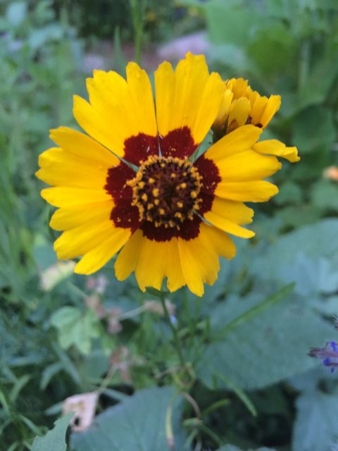 Sunny Treasure Flower