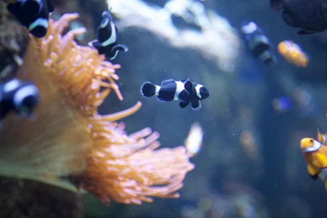 School of Clownfish in Stunning Aquatic Display