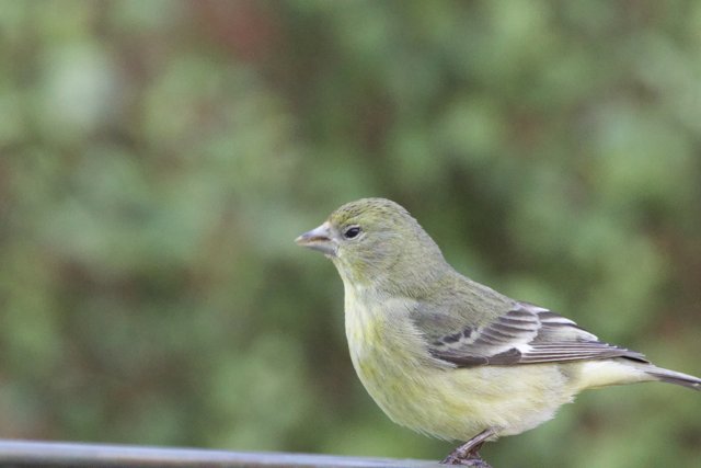Serene Spring Finch