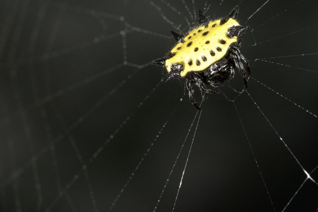 Garden Spider Posing on its Spiderweb