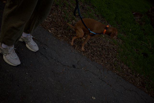 Evening Walk with Brown Dog on Suburban Path