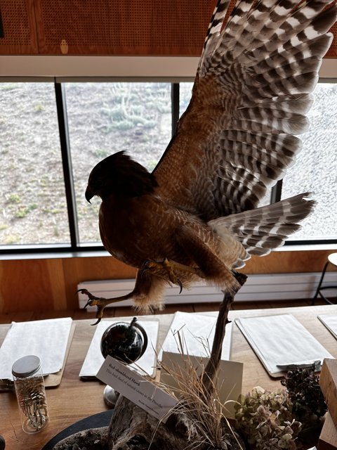 Majestic Accipiter Perched on Table