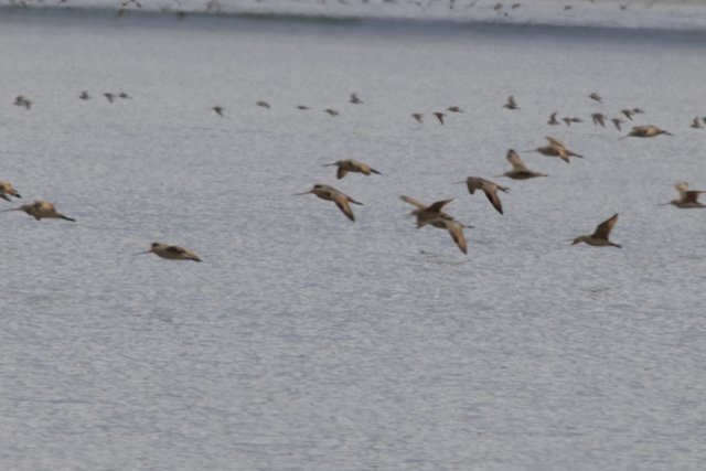 A Symphony of Wings