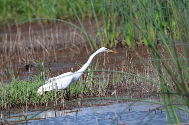 Great Egret Hunting in Wetland Marsh Habitat