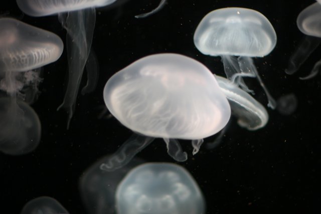 Enchanting Sea Life: Jellyfish in the Aquarium