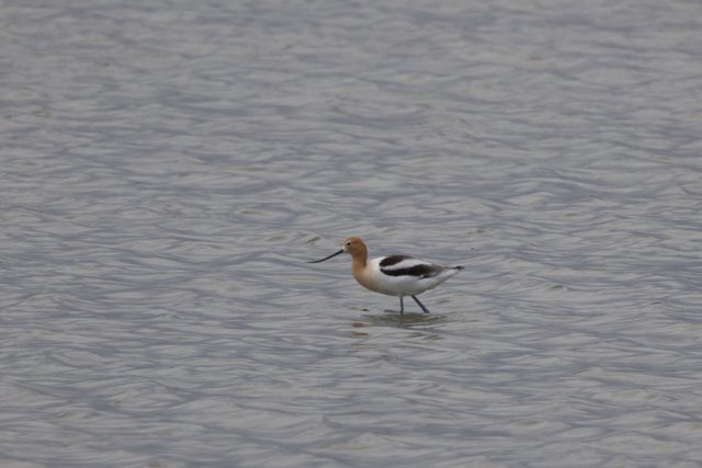 Graceful Wanderer of the Bay