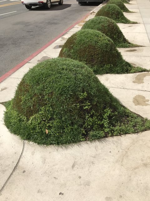 Greenery Growing on the Sidewalk