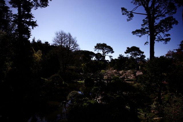 Serene Oasis at the Japanese Tea Garden