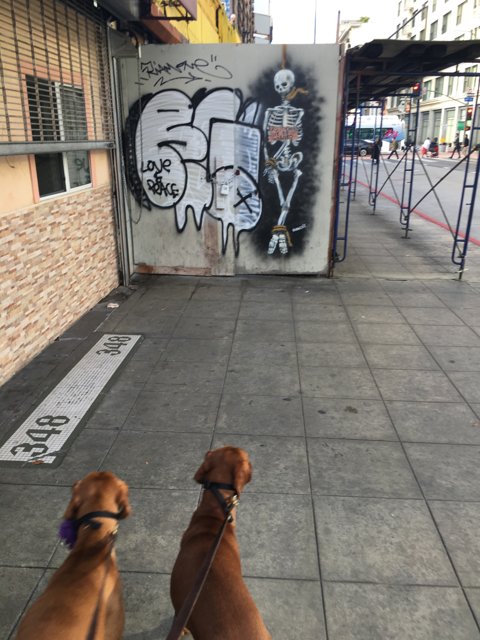 Urban Canines