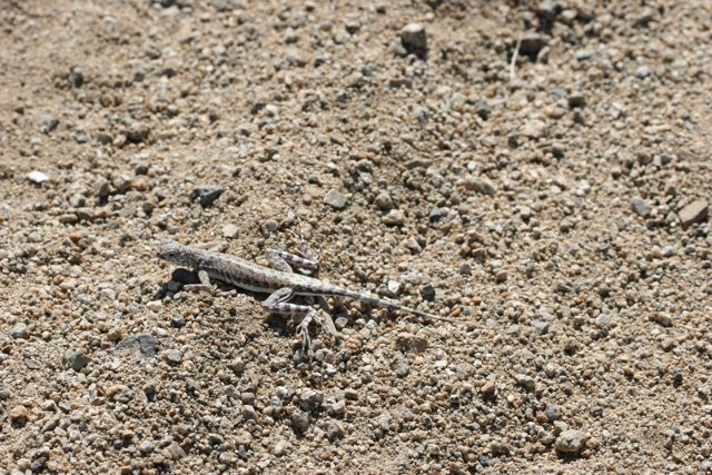 Desert Lizard Basking on the Rocks