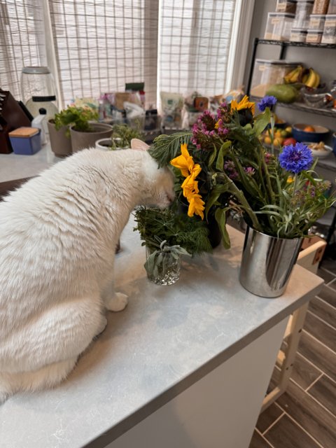 Feline Elegance Amidst Indoor Florals