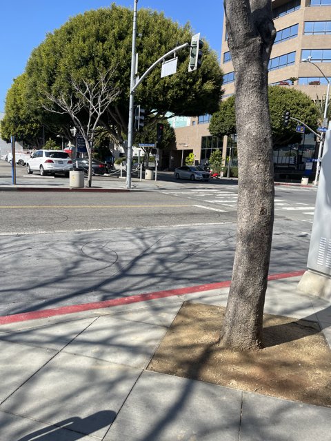 Shadow Tree in an Urban Intersection