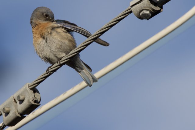 Perched Elegance