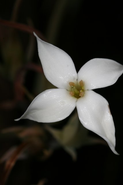 White Lily on a Dark Canvas