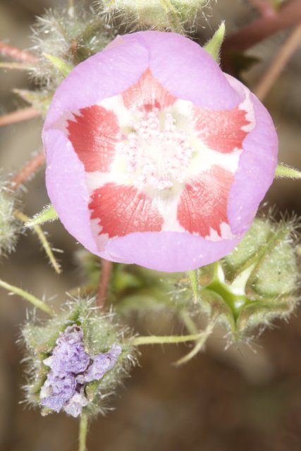 Pink Geranium in the Desert