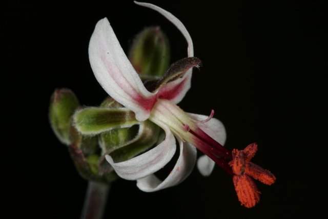 Elegant Geranium Lily on Mysterious Black