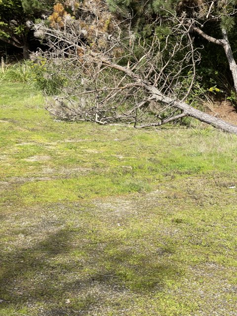 Fallen Tree in Rural California