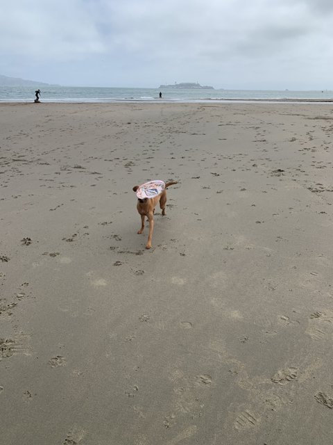 Beach Buddy