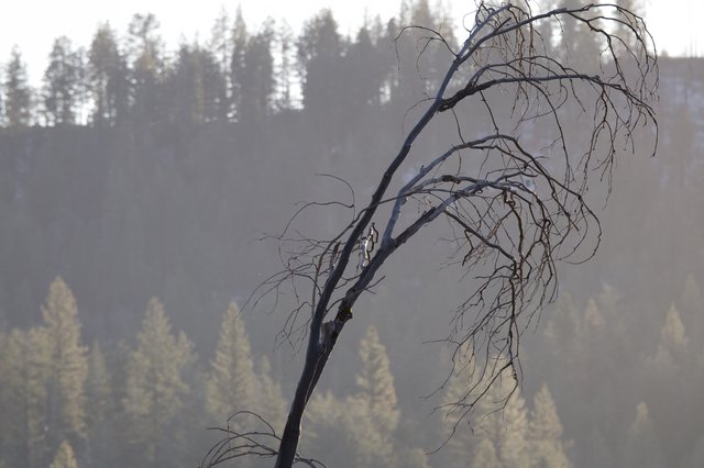 Burned Tree Silhouette Against Smoky Forest Backdrop
