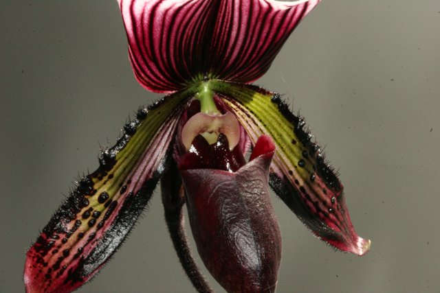 Striped Orchid Flower