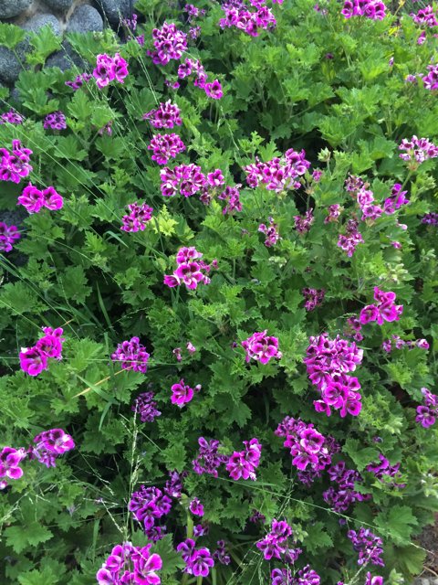 Foliage of Herbal Purple Flowers