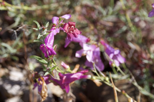 Vibrant Purple Penstemon Blooms at Mount Diablo