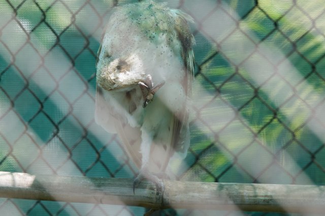 Captive Gaze: A Vulture at Honolulu Zoo