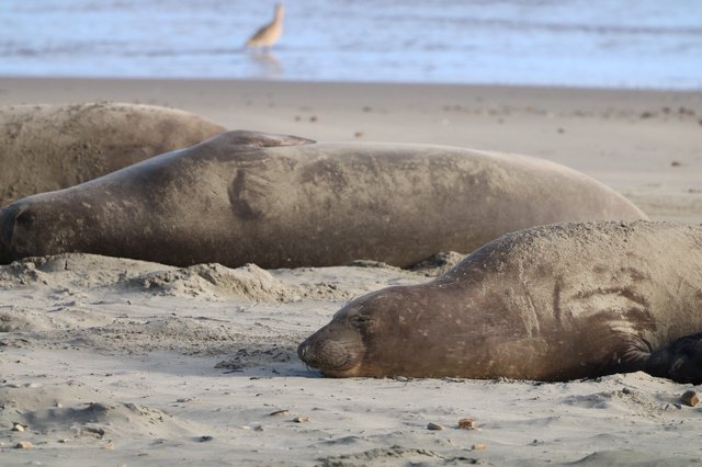 Elephant Seals Resting on Drakes Beach Sand