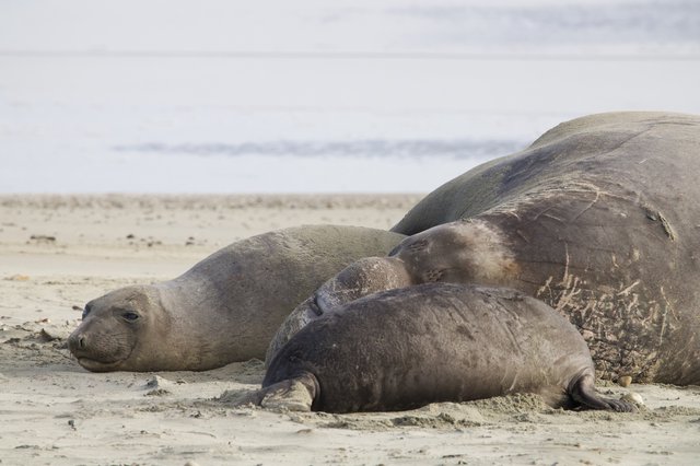 Elephant Seal Family Resting on Sandy Beach