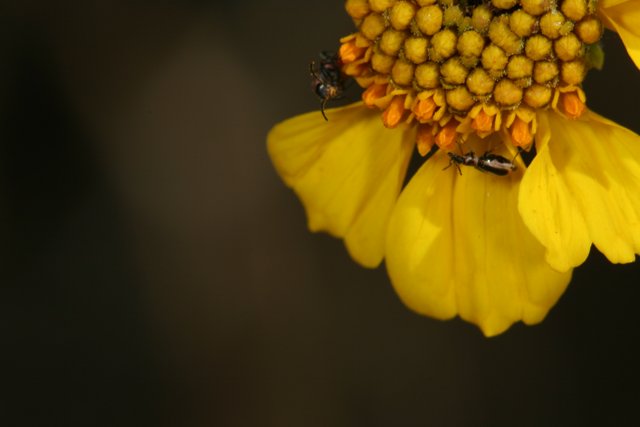 Busy Bees on a Sunny Flower