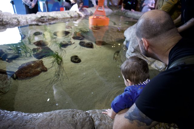 Discovering Aquatic Wonders: An Enthralling Day at the Aquarium of the Bay