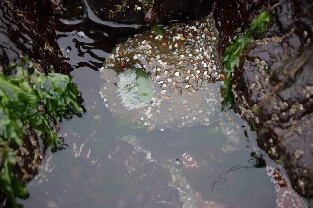 Sea Anemone in Rocky Tidepool at Low Tide