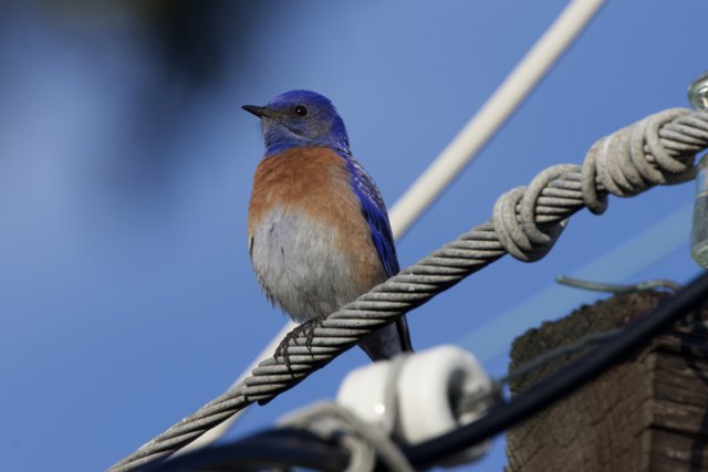 Vivid Perch