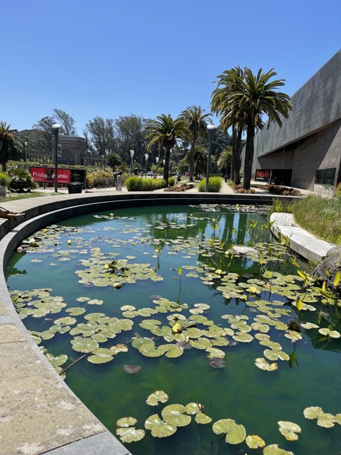 Serene Landscape of a Water Lily Pond and Palm Trees