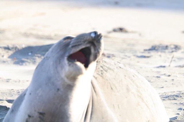 Elephant Seal Pup Vocalizing on Sandy Beach
