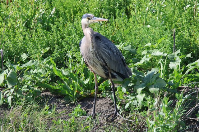Great Blue Heron in Lush Wetland Vegetation