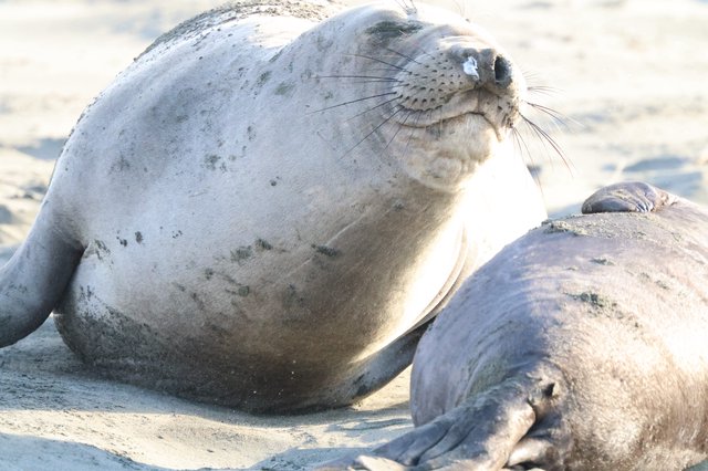 Elephant Seal Resting on Sandy Beach at Drakes Beach
