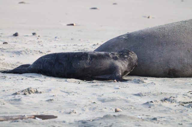 Elephant Seal Pup Resting Beside Adult on Beach