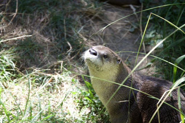 Curious Otter at Walnut Creek