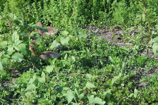 River Otter Foraging Among Wetland Vegetation