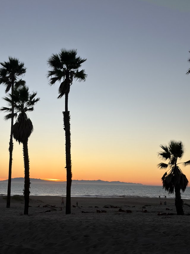 Palm Trees Silhouetted Against Dusk Over Coastal Beach