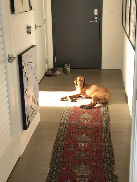 Furry Friend in the Hallway