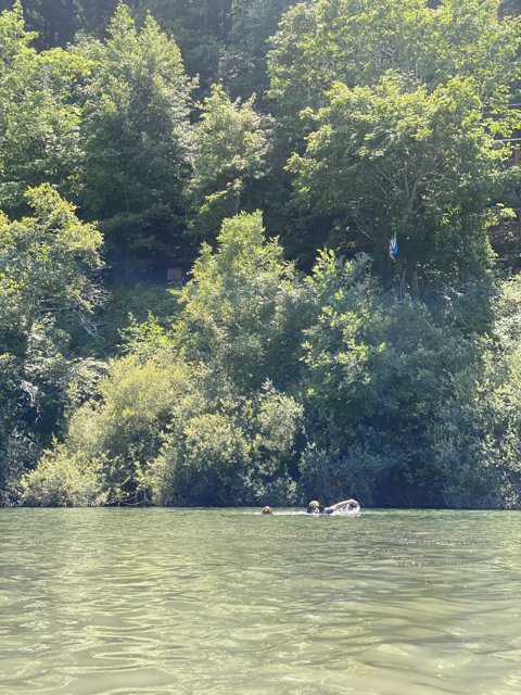 Floating Down the Russian River Caption: A group of people enjoy a leisurely ride down the Russian River on a sunny day, surrounded by lush vegetation, towering trees, and the peaceful sounds of nature.