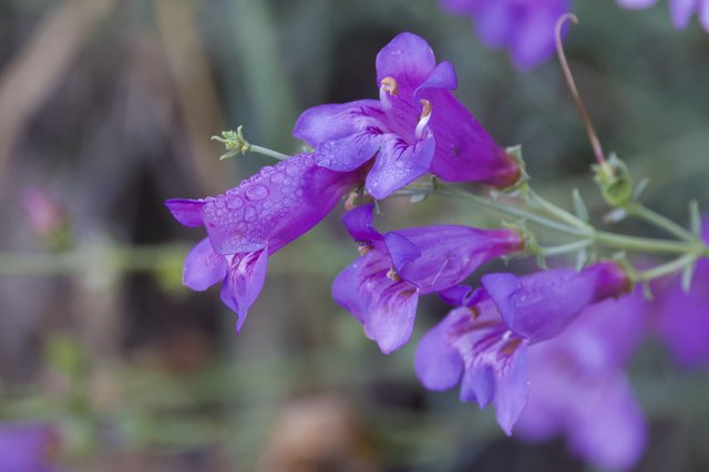 Purple Penstemon Blooms Adorned With Morning Raindrops
