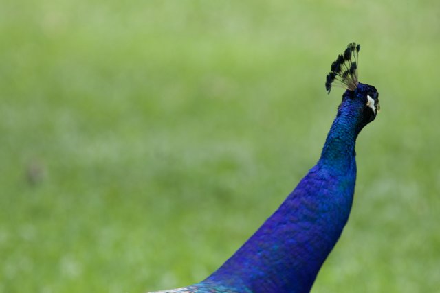 Majestic Gaze of a Peacock