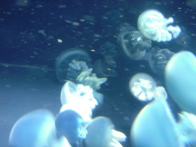 Jellyfish Parade