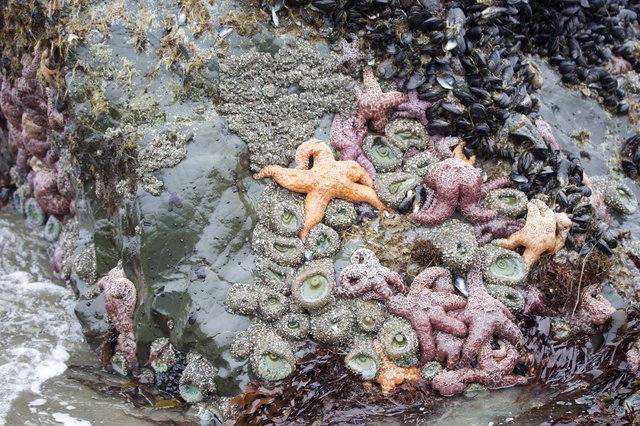 Vibrant Tide Pool Community at Schoolhouse Beach